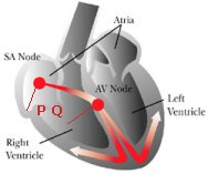 cuore_pq.jpg (6497 byte)